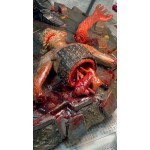 scares and monsters statue